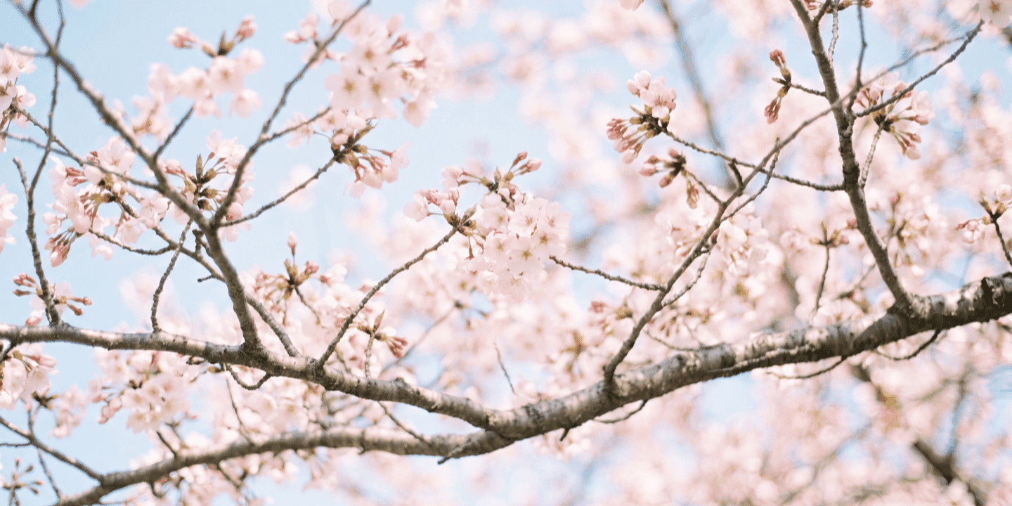 Cherry blossom branches against a pale sky